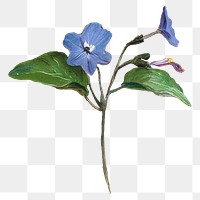 Greater periwinkle png vintage blue flower sticker, painting by Pierre Joseph Redouté on transparent background. Remixed by rawpixel.