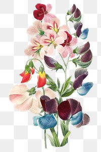 Sweet pea png vintage flower sticker, painting by Pierre Joseph Redouté on transparent background. Remixed by rawpixel.