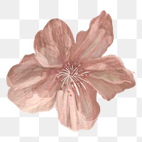 Cherry blossom flower png sticker, transparent background