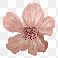 Cherry blossom flower png sticker, transparent background