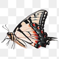 Vintage butterfly png sticker, transparent background