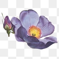 Purple flower png vintage sticker, transparent background