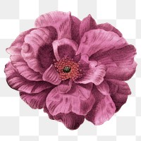 Pink flower png vintage French rose sticker, transparent background