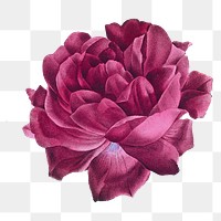 Pink French rose png watercolor flower sticker, transparent background