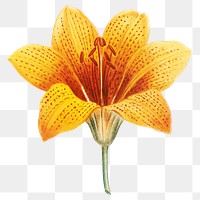 Yellow lily png vintage flower sticker, transparent background