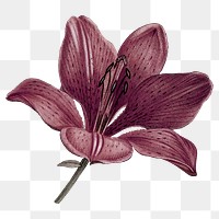 Vintage lily png purple flower sticker, transparent background