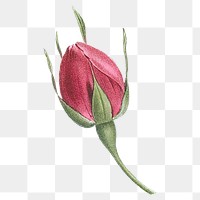 Flower bud png vintage red rose sticker, transparent background