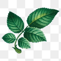 Green leaf png vintage botanical sticker, transparent background