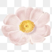 PNG vintage white flower sticker, transparent background