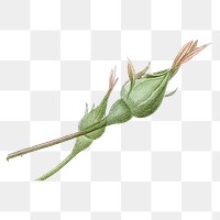 Rose bud png vintage flower sticker, transparent background