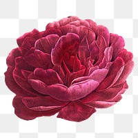 PNG red French rose, vintage flower sticker, transparent background