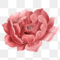 Pink flower png vintage sticker, transparent background