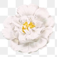 White rose png vintage flower sticker, transparent background