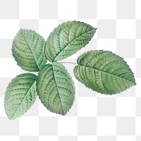 Green leaf png vintage botanical sticker, transparent background