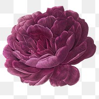 PNG watercolor purple French rose sticker, transparent background