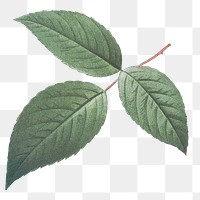 Vintage leaf png watercolor botanical sticker, transparent background