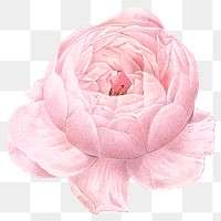 Cabbage rose png vintage pink flower sticker, transparent background