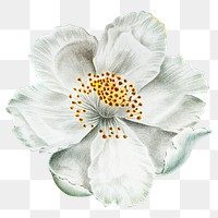 Musk rose png vintage white flower sticker, transparent background