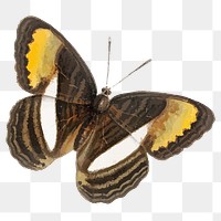 Brown butterfly png vintage insect sticker, transparent background