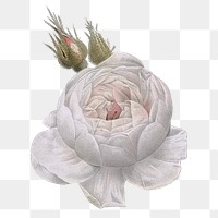 PNG white moss rose flower sticker, transparent background