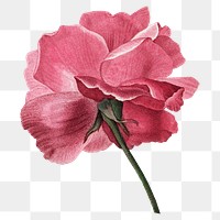 Pink flower png French rose sticker, transparent background