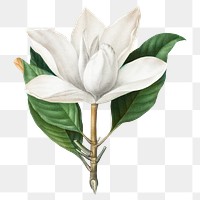 Vintage magnolia png white flower sticker, transparent background