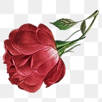 Red rose png vintage flower sticker, transparent background