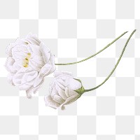 White peony png vintage flower sticker, transparent background