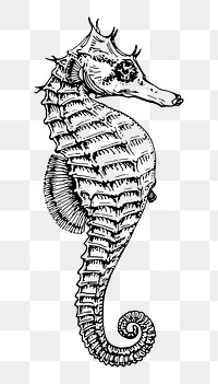 Seahorse png sticker, transparent background. Free public domain CC0 image.