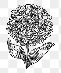 Flower png sticker, transparent background. Free public domain CC0 image.
