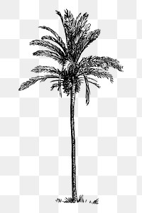 PNG Palm tree clipart, transparent background. Free public domain CC0 image.