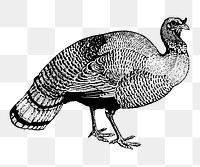 PNG Wild turkey clipart, transparent background. Free public domain CC0 image.