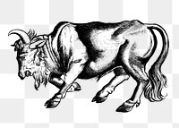 PNG Bull clipart, transparent background. Free public domain CC0 image.