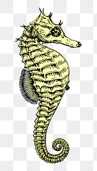 Seahorse png sticker, transparent background. Free public domain CC0 image.