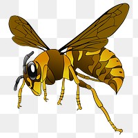 Wasp  png clipart illustration, transparent background. Free public domain CC0 image.