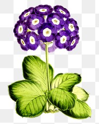 Flower png illustration, transparent background. Free public domain CC0 image.