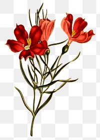 Red flower png illustration, transparent background. Free public domain CC0 image.