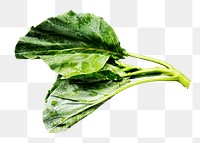 Vegetable png collard Chinese kale sticker, transparent background