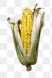 Sweetcorn cob png food sticker, transparent background