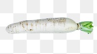 Chinese white radish png vegetable sticker, transparent background