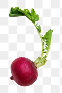 Fresh radish png vegetable sticker, transparent background