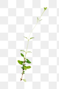 Small plant png sticker isolated image, transparent background