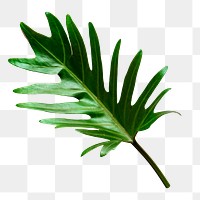 Philodendron Xanadu leaf png sticker isolated image, transparent background