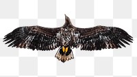 White tailed eagle png bird sticker, transparent background