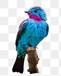 Blue bird png animal sticker, transparent background