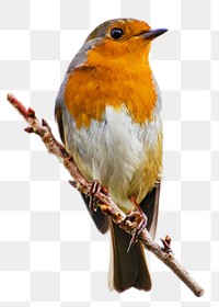 Red robin bird png sticker, transparent background
