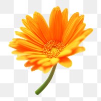 Orange gerbera png sticker, transparent background