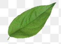 Leaf png sticker, transparent background