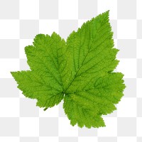 Blackcurrant leaf png sticker, transparent background