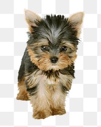 Yorkshire terrier puppy  png sticker, transparent background